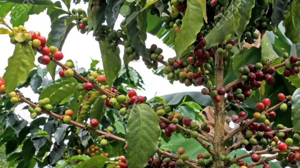 ANTIOQUIA Rakwé